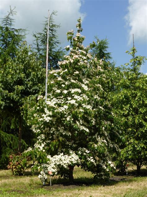 Cornus Kousa Var Chinensis Japanse Grootbloemige Kornoelje V Van