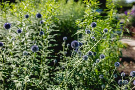 How To Grow And Care For Globe Thistle