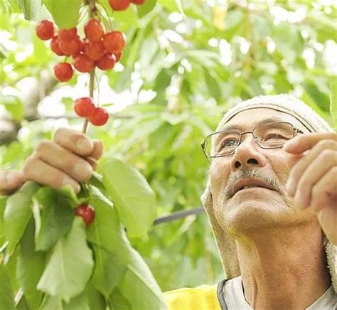 櫻桃採摘園，這樣更好玩：休閒農業提升採摘體驗的六項修煉 每日頭條