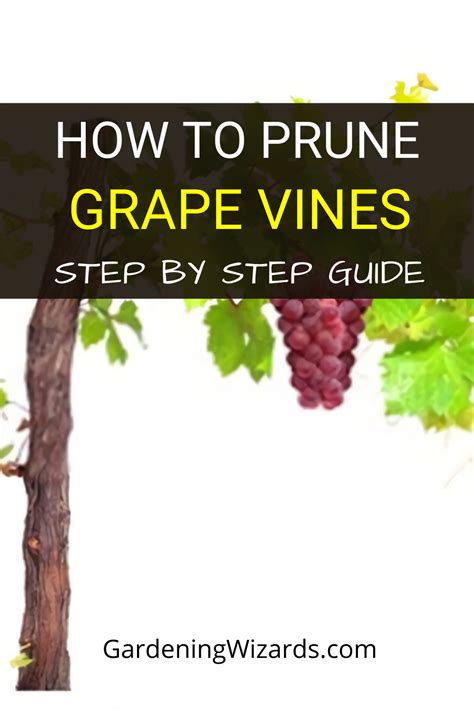 Helpful Tips On Caring Your Vineyard And How To Prune Grape Vines In