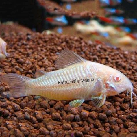 Ikan Hias Corydoras Albino Lapak Ikan Hias Air Tawar