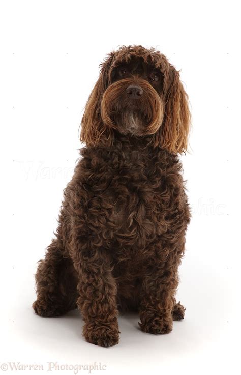 Cockapoo Brown