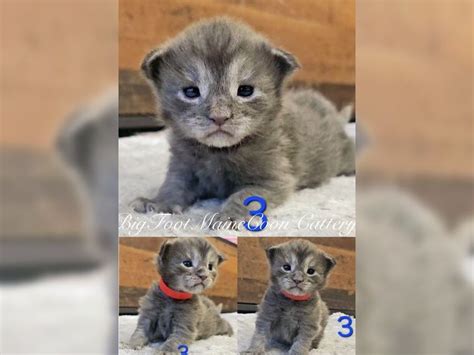 Maine Coon Kitten Mit Stammbaum Kater Und M Dchen Blau Smoke Blau Tabby