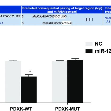 The Identification Of PDXK As The Target Gene Of MiR 124 Using A