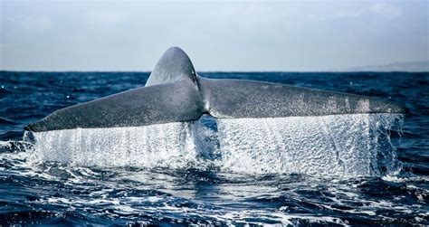 Azores Whale Watching Terra Azul Em Ilha De São Miguel My Best Hotel