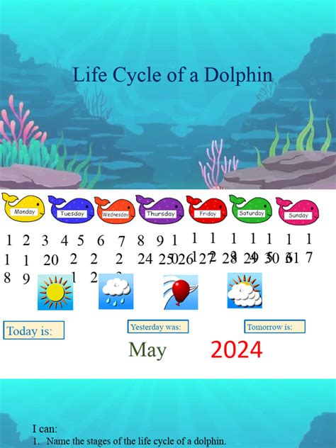 Dolphin Life Cycle Download Free Pdf Mammals Biology