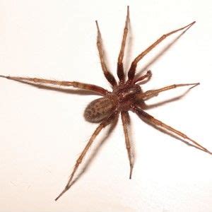 american house spider eggs - Rancid Microblog Lightbox