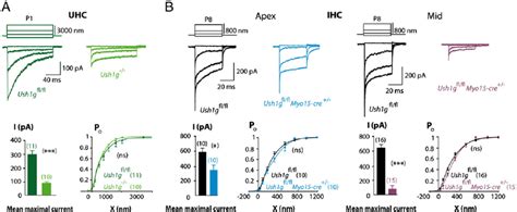 A Mechanoelectrical Transduction Current Recordings In Uhcs From