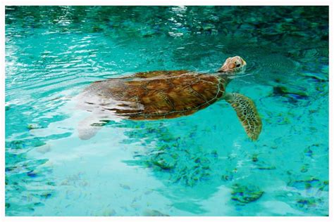 Le Méridien Bora Bora: A Luxury Resort Doubles As A Turtle Rehab Center