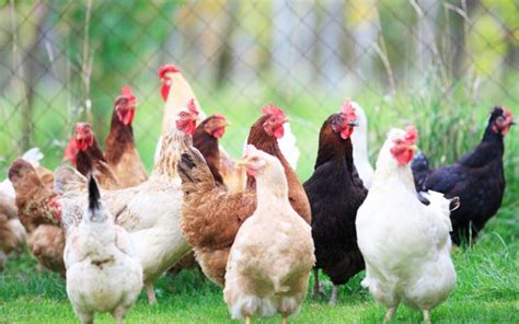 7 Best Chicken Breeds For Arizona LearnPoultry