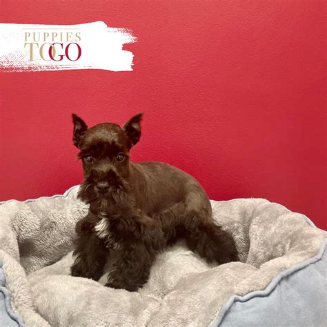 Mini Schnauzer Puppies Miami For Sale Puppies To Go