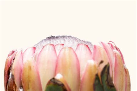 Close Up Of A Protea Flower Isolated On White Background Stock Image