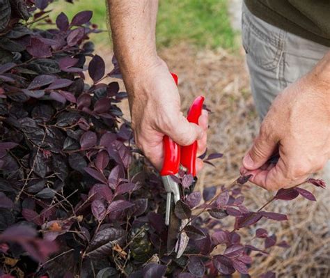 When and How To Prune Loropetalum | Loropetalum Pruning Guide