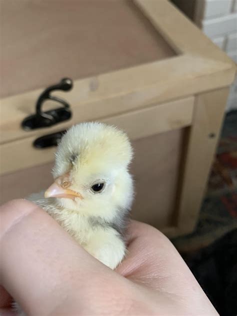 Baby Polish Chickens Rbabyanimals