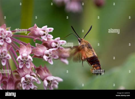 Clearwing Hummingbird Moth Hemaris Thysbe Foraging On Milkweed Flowers Ontario Canada Stock