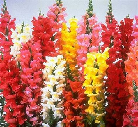 Bennett S Creek Nursery SNAPDRAGON LIBERTY CLASSIC MIX 6