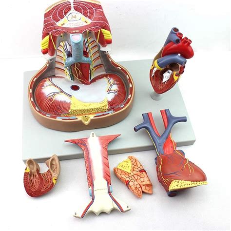 Buy FGDSA Body Model Educational Model Mediastinal Model Heart