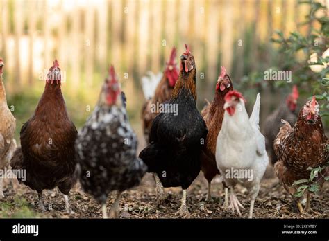 Black Marans Chicken Hen Hi Res Stock Photography And Images Alamy