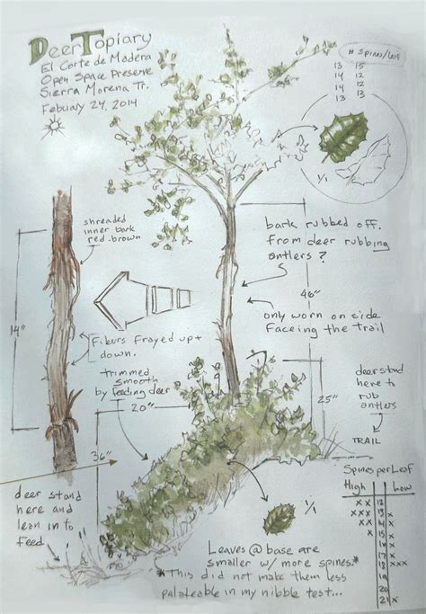 The Naturalist's Sketchbook