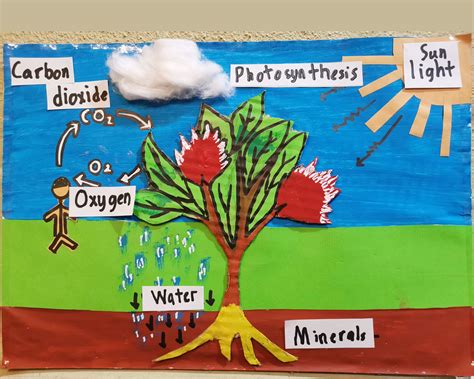 Diagram That Models Photosynthesis Photosynthesis Flow Chart