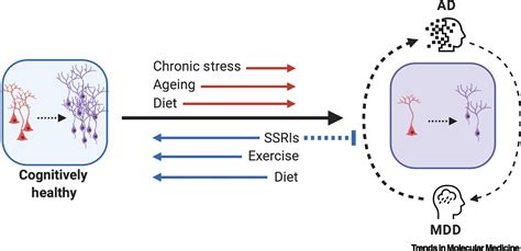 Adult Hippocampal Neurogenesis In Major Depressive Disorder And