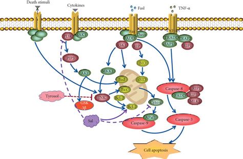 Mechanism Of Salidroside And Tyrosol On Cardiomyocyte Apoptosis