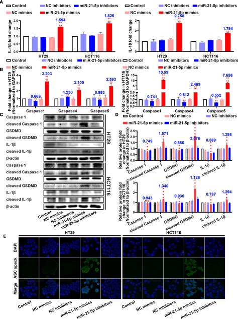 Frontiers Mir 21 5p Induces Pyroptosis In Colorectal Cancer Via Tgfbi