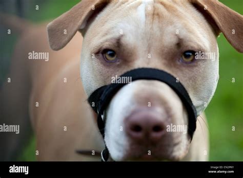 Dog Eye Anatomy Hi Res Stock Photography And Images Alamy