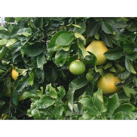 Limau Bali Putih Kaedah Tut Anak Pokok Limau Bali Hybrid Shopee Malaysia