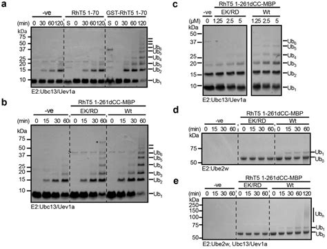 Assembly Supports Ubiquitylation Ubiquitylation Assays Showing Download Scientific Diagram