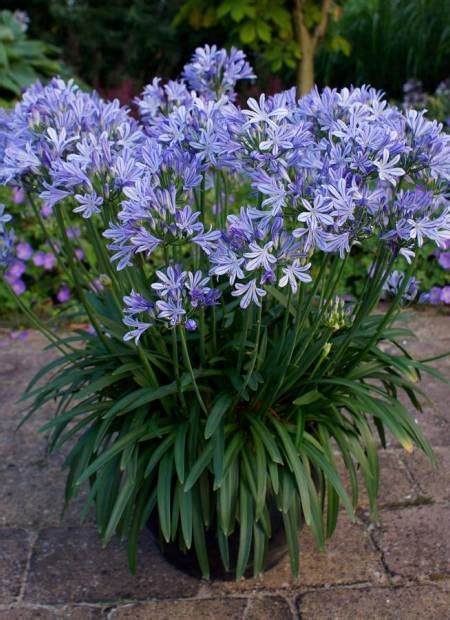 AGAPANTHUS Charlotte Horticulture Dumont