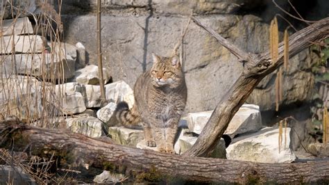 Der Unterschied Zwischen Wild Und Hauskatzen Youtube