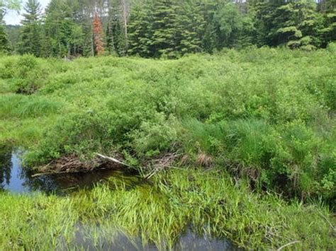 Shrub Swamp Guide New York Natural Heritage Program