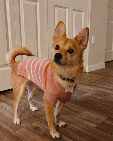 The Shiba Inu Chihuahua Mix Tiny Sweet But Never Discreet