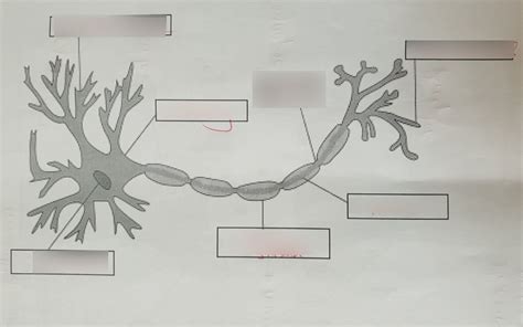 Neuron Labeling Diagram Quizlet