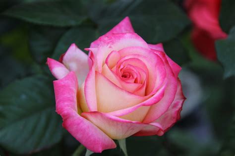 Rosa Flor Foto Gratuita No Pixabay