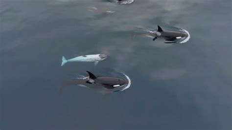 Frosty, a rare white orca, spotted off California coast : r/SharkFest