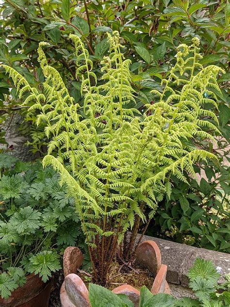 Fabulous Hardy Garden Ferns Cardesque Garden