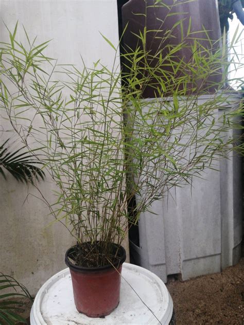 Pokok Buluh Perindu Lazada