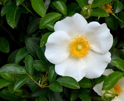 Cherokee Rose La Rosa Cherokee Rosa Laevigata Vivero Green House