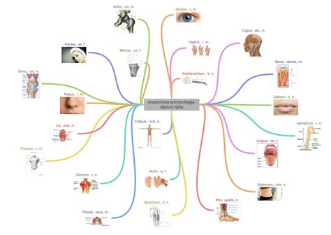 Anatomska terminologija-dijelovi tijela - Coggle Diagram