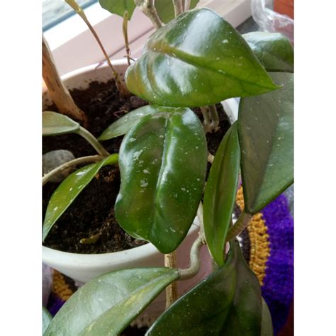 Hoya Obscura: A Stunningly Rare Plant Species - Pots of Dirt