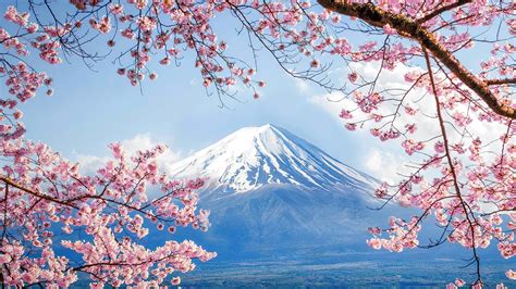 mount fuji, cherry blossom, scenery, volcano, 4k, HD Wallpaper | Rare ...