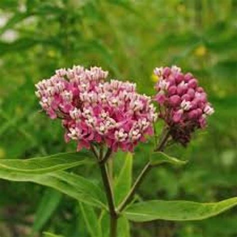 Milkweed Pink Swamp Asclepias Incarnata 25 Seeds Per Pack Etsy