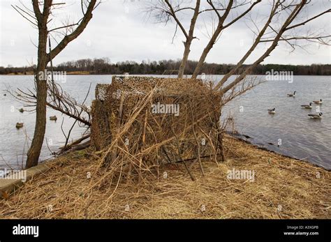 Camouflaged Duck Goose Hunting Blind With Decoy Spread Hardy Lake Stock ...