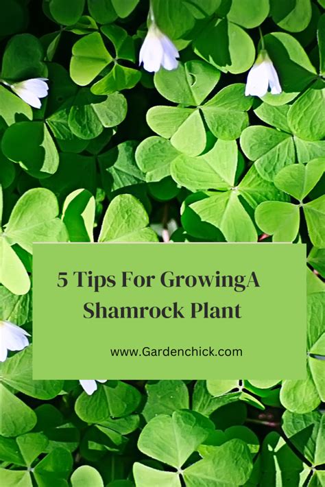 5 Tips For Growing a Shamrock Plant – Garden Chick