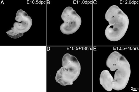 Mouse Embryo Diagram