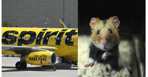 Florida Woman Says Airline At Bwi Airport Told Her To Flush Pet Hamster