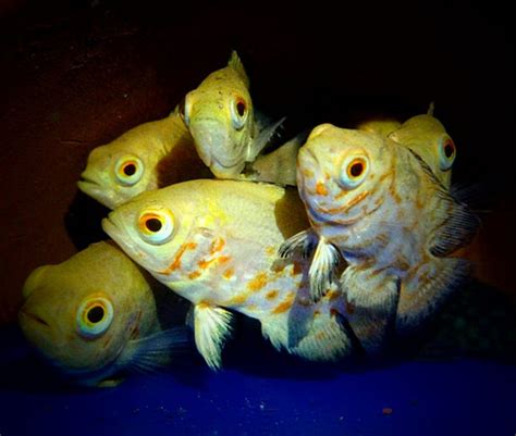 Oscar Albino Red Tiger 6 7cm Ecsfish