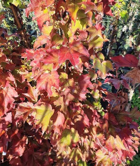 Parthenocissus Tricuspidata Veitchii Robusta P Pini Res Ripoche